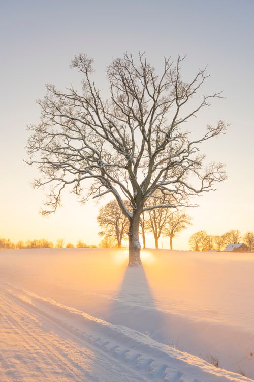 Free A solitary tree casts a long shadow on snowy fields during a golden sunrise. Stock Photo