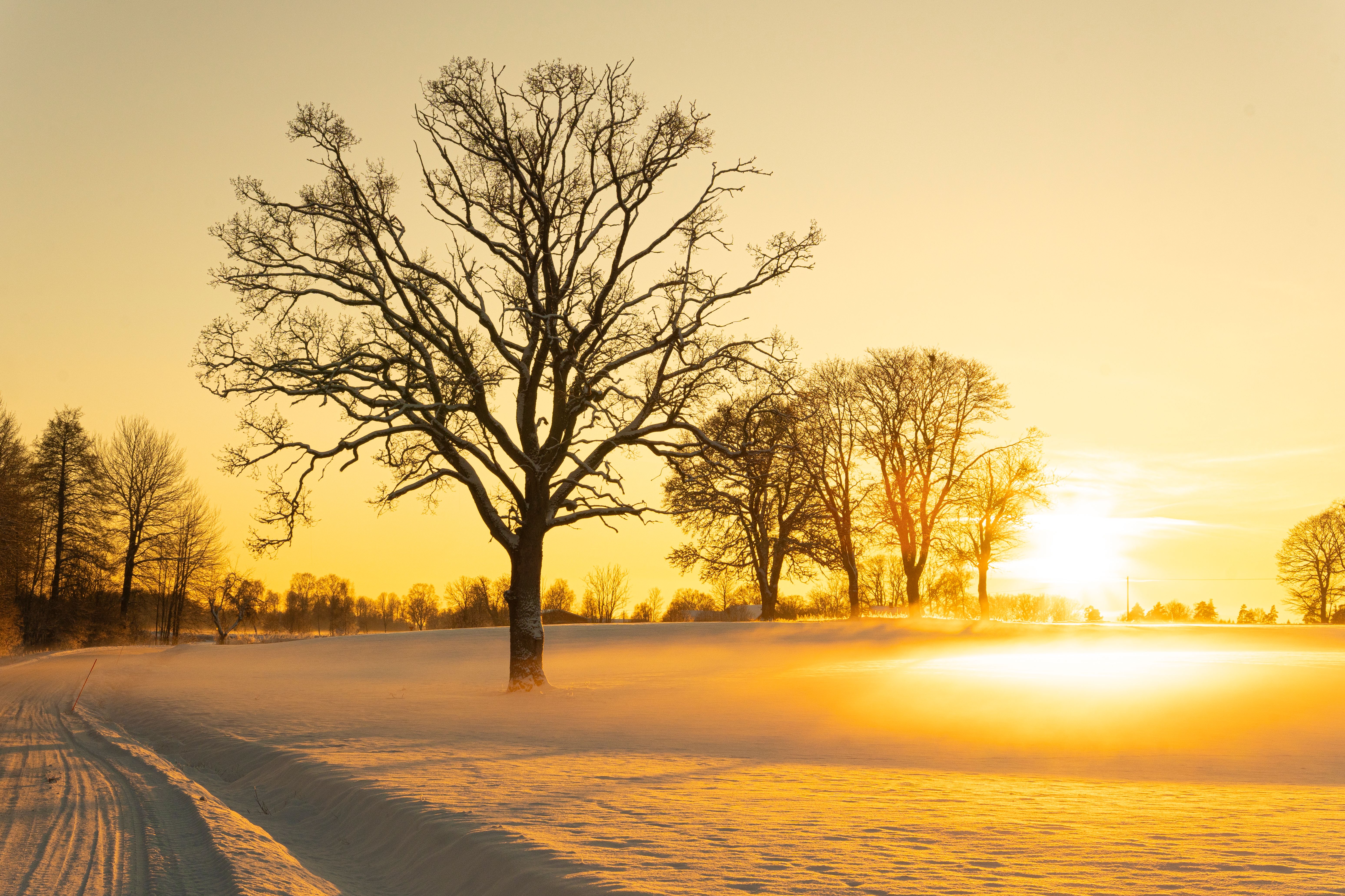 Serene Winter Sunrise Over Snowy Landscape · Free Stock Photo
