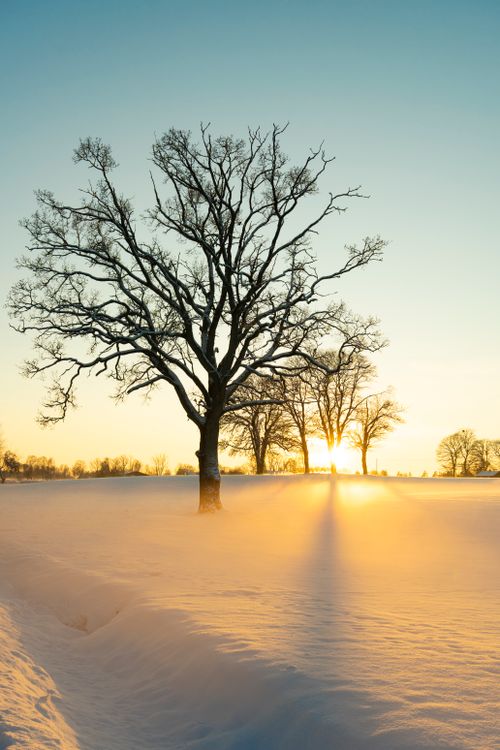 Free Serene winter sunrise illuminating bare trees and snow-covered landscape. Stock Photo