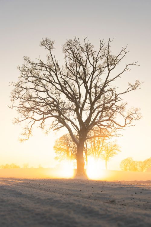 Free Silhouetted oak tree at sunrise in a snowy winter landscape, radiating tranquility. Stock Photo