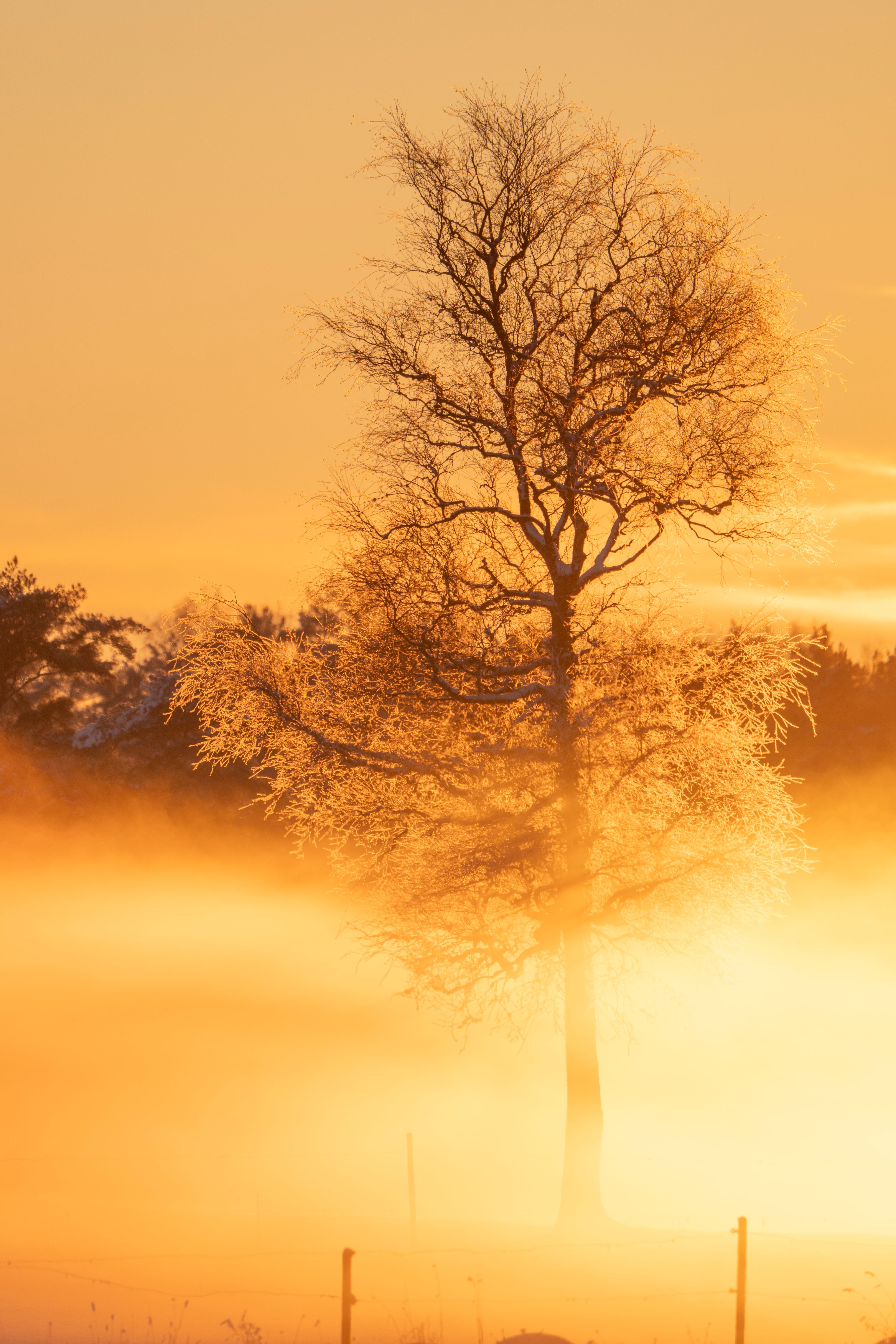 Winter Tree in Golden Misty Sunrise · Free Stock Photo