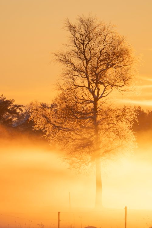 Free A solitary tree stands in icy fog during a glowing golden sunrise, creating a serene winter landscape. Stock Photo