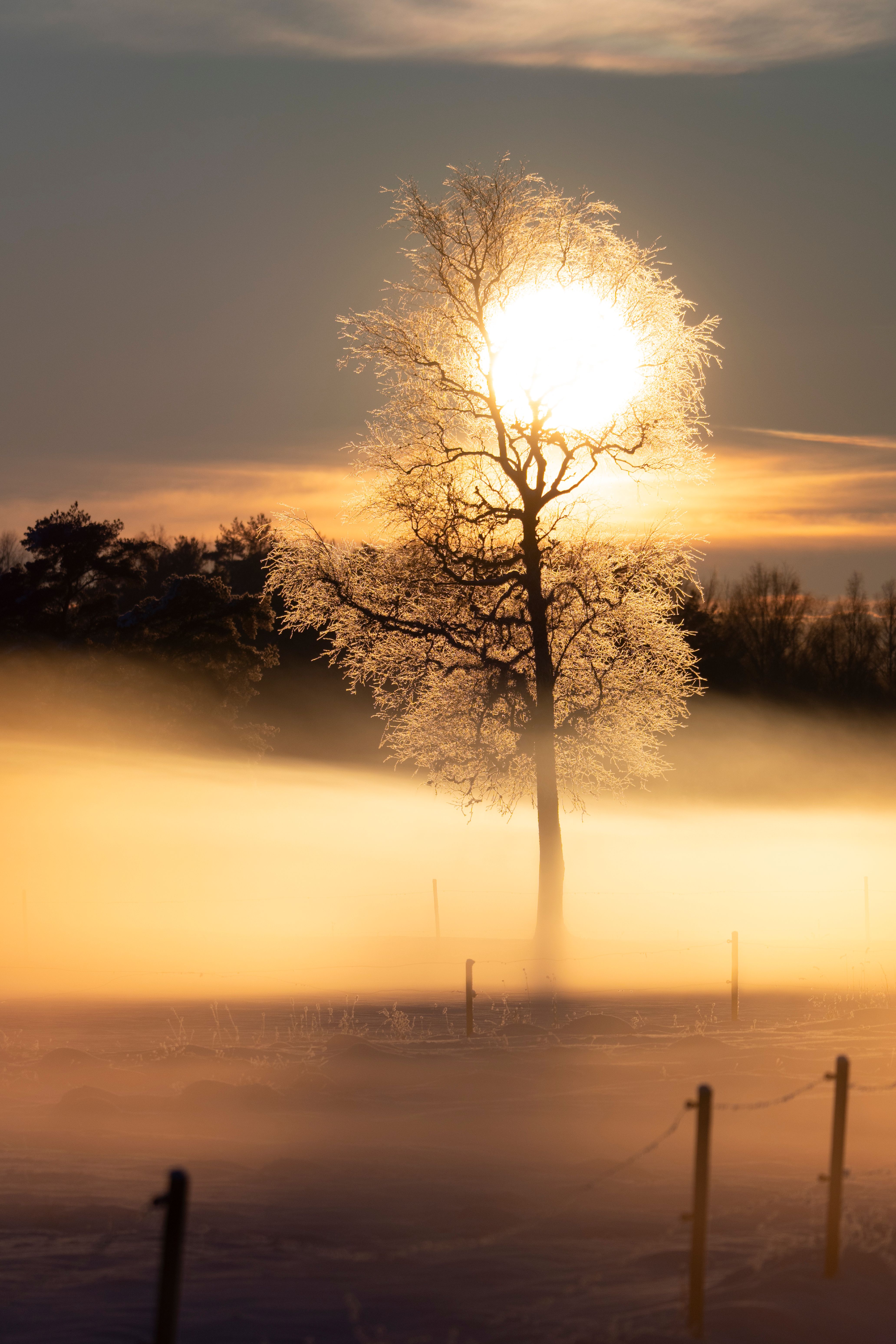 Ethereal Winter Landscape with Frosty Tree · Free Stock Photo