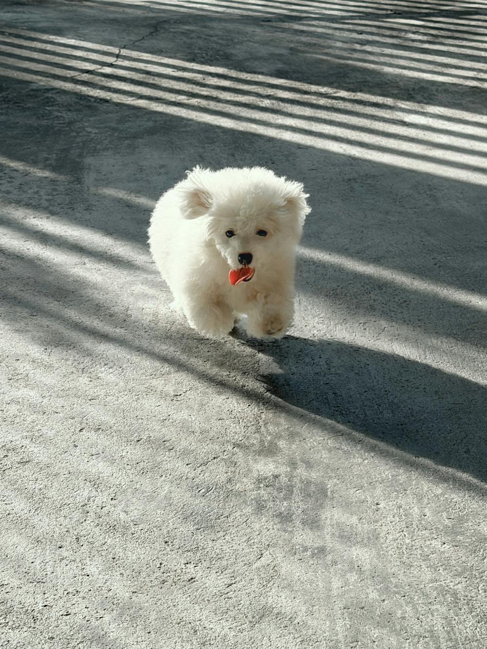 Neeps: The Sweet Companion