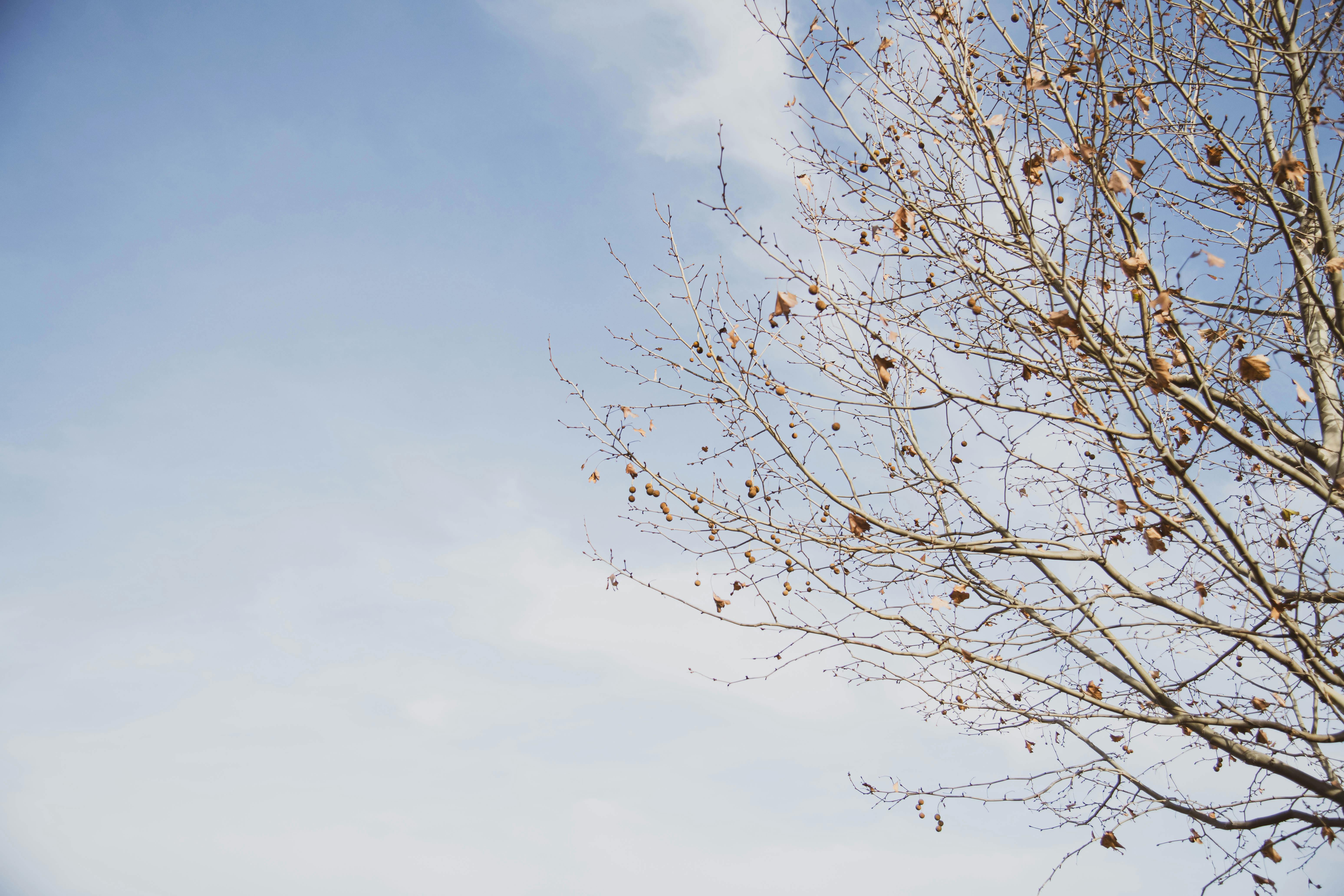 Kostnadsfria Bladlösa trädgrenar med torkade löv mot en vibrerande blå himmel under vintern. Stock foto