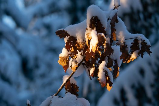 Close-up of snow-covered oak leaves illuminated by winter sunlight.