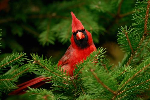Free Close-up of a Northern Cardinal perched in lush green pine branches, showcasing its vibrant red feathers. Stock Photo