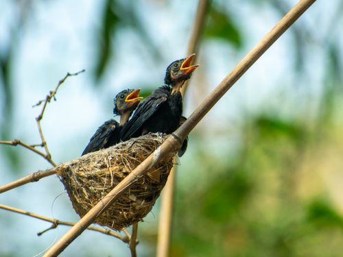 Free Two young birds perched in a nest, eagerly calling for food in a natural setting. Stock Photo