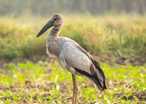 Free Beautiful capture of an Asian Openbill Stork standing in a verdant field. Stock Photo