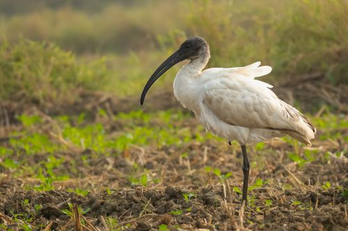 Free A black-headed ibis stands elegantly in a lush green Indian field. Stock Photo