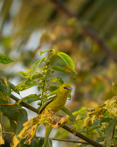 Free A vibrant green bird perched among lush leaves in its natural habitat during the day. Stock Photo