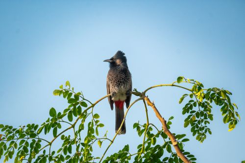 Free Close-up of a Red-Vented Bulbul resting on a Moringa tree against a clear blue sky. Stock Photo