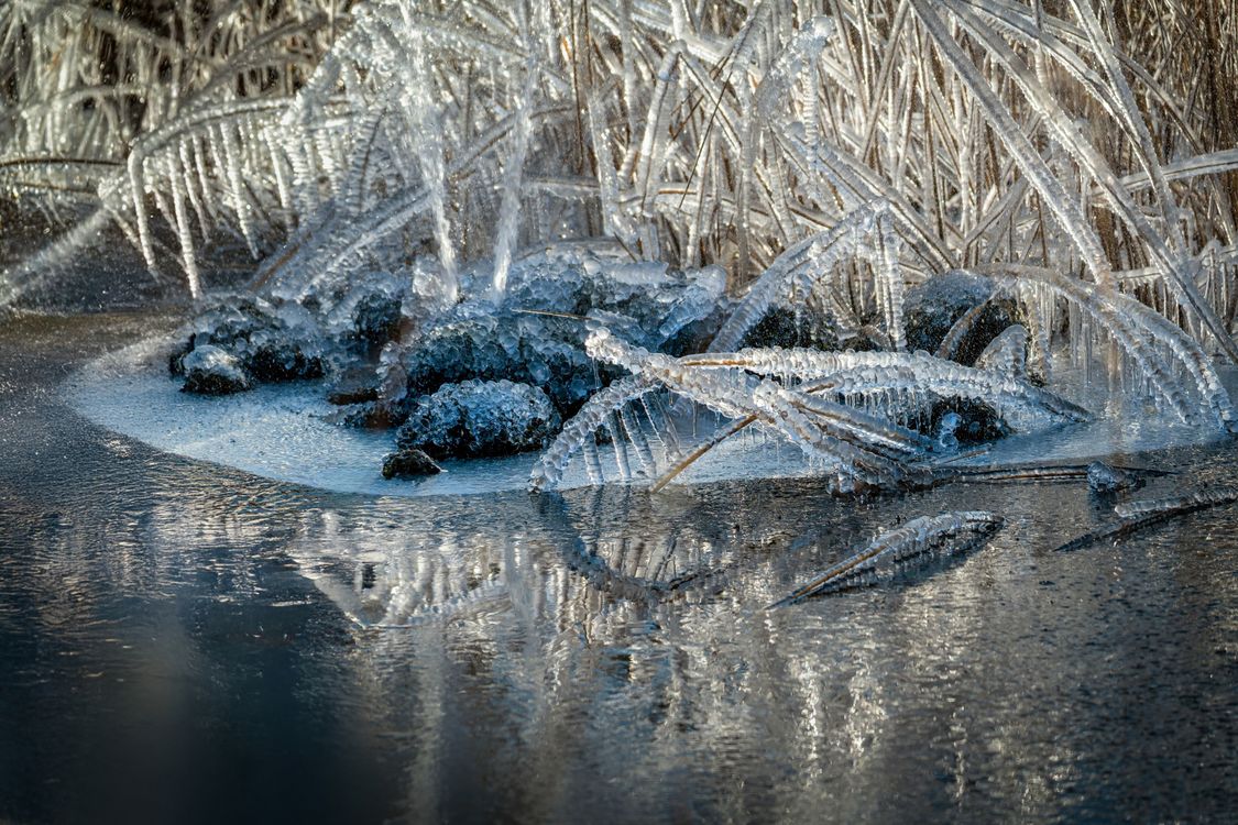 Frozen Reeds Frozen Reed and Ice Reflections in Winter · Free Stock Photo