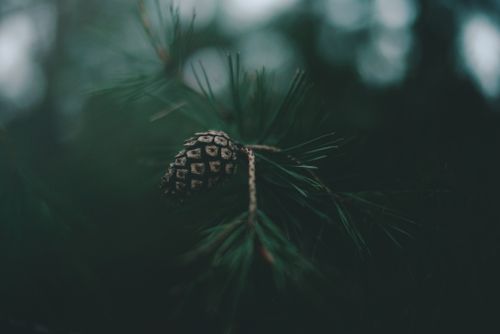 Free Moody close-up of a pine cone on a branch, captured in the natural forests of Ukraine. Stock Photo