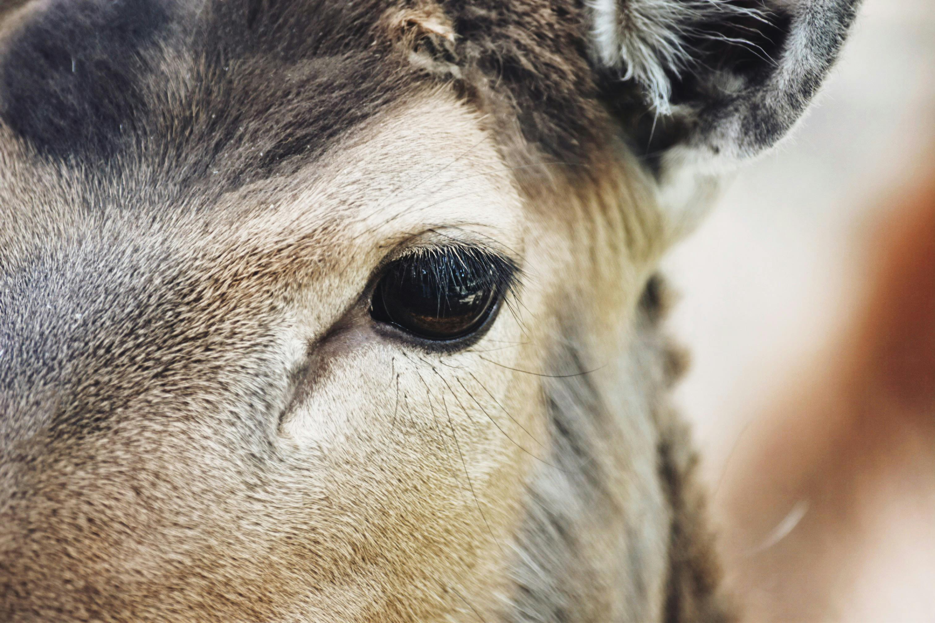 Far Cry New Dawn game guides and walkthrough — Photo by Victoriia Gerasymchuk on Pexels