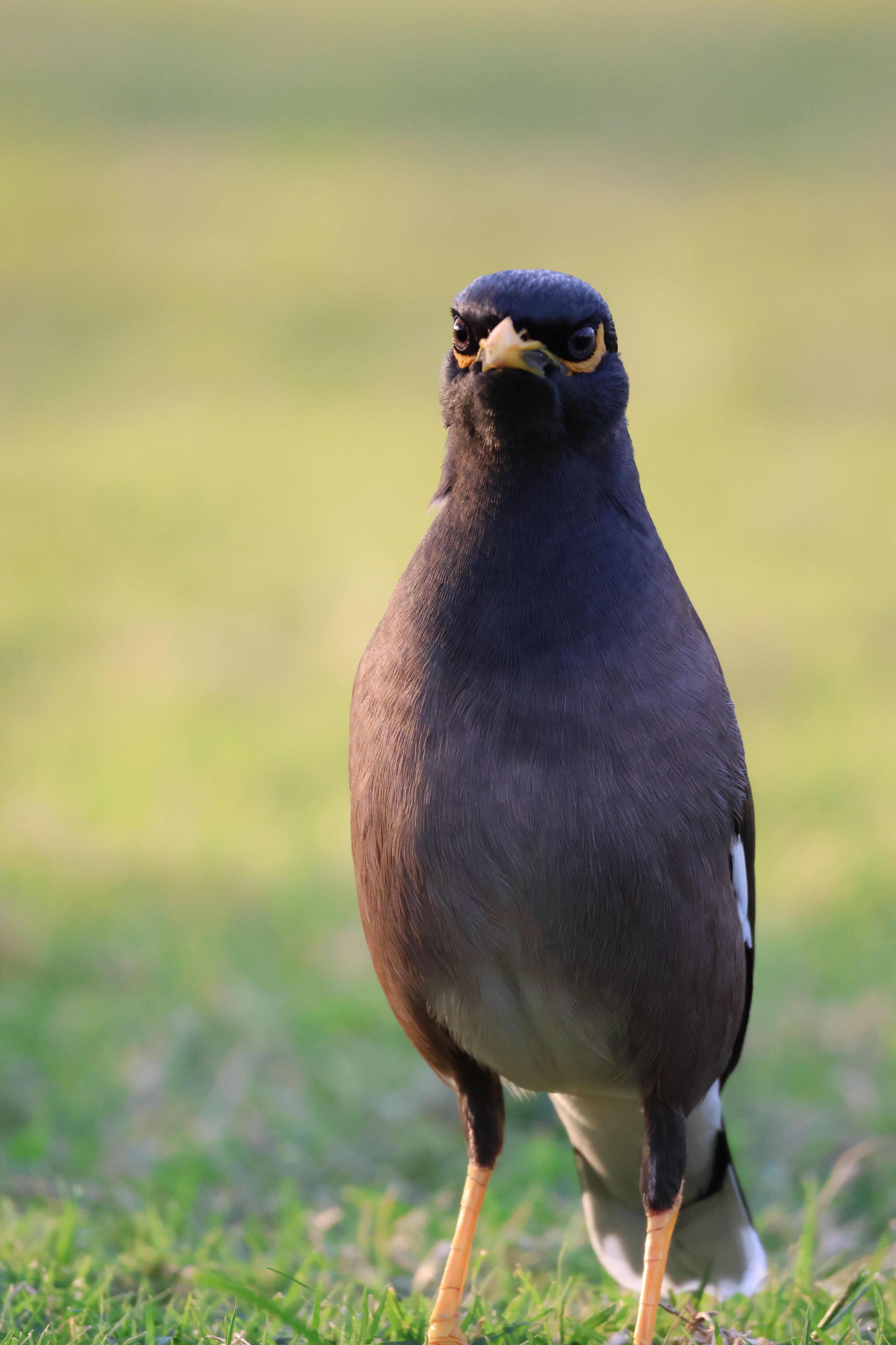 A close-up photo of a common myna bird standing on lush green grass in daylight.