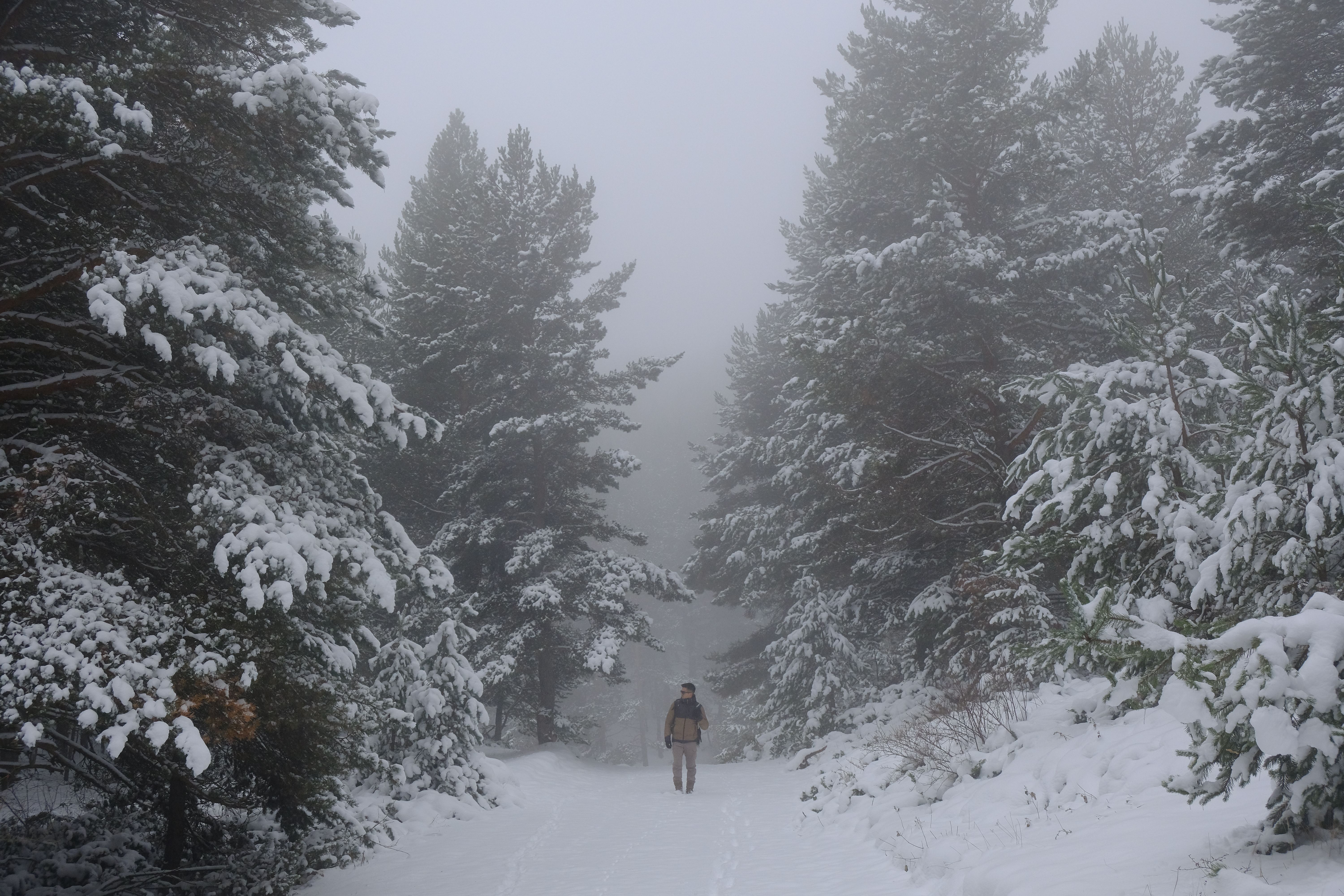 person choosing between two paths in a forest, one crowded and one quiet