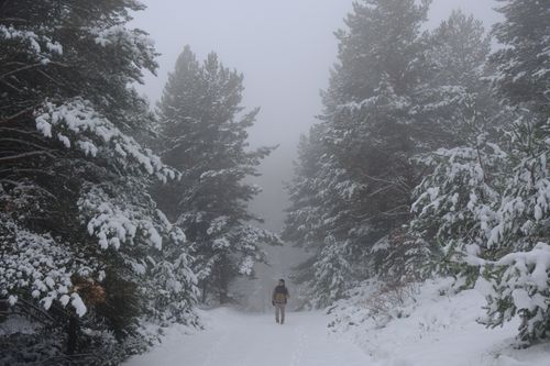 Free Person walking on a snowy forest path with misty trees in winter Stock Photo