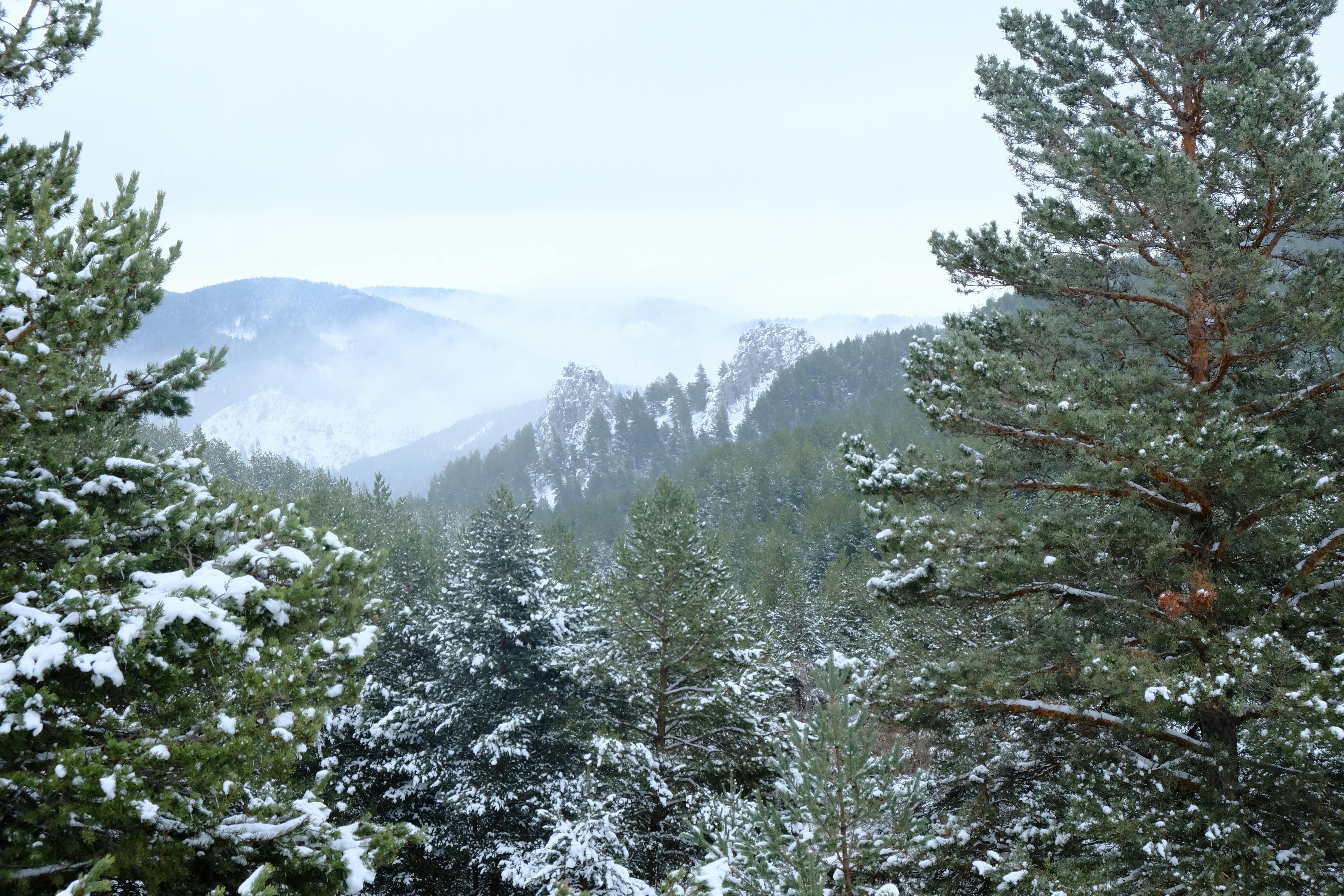 A serene winter landscape featuring snow-covered pine trees and distant foggy mountains.