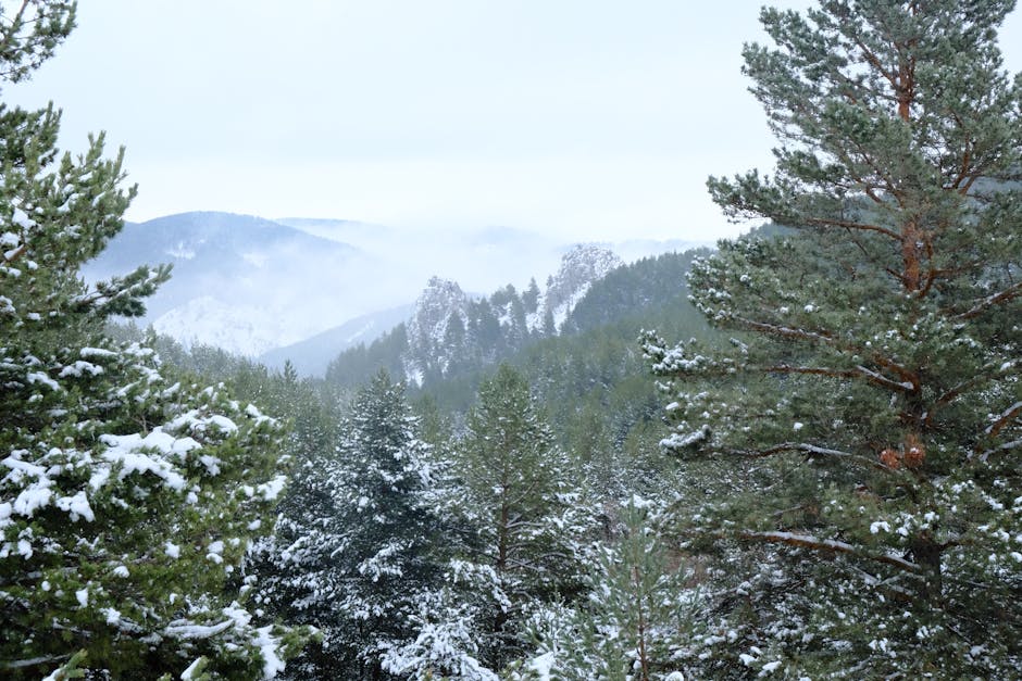A serene winter landscape featuring snow-covered pine trees and distant foggy mountains.