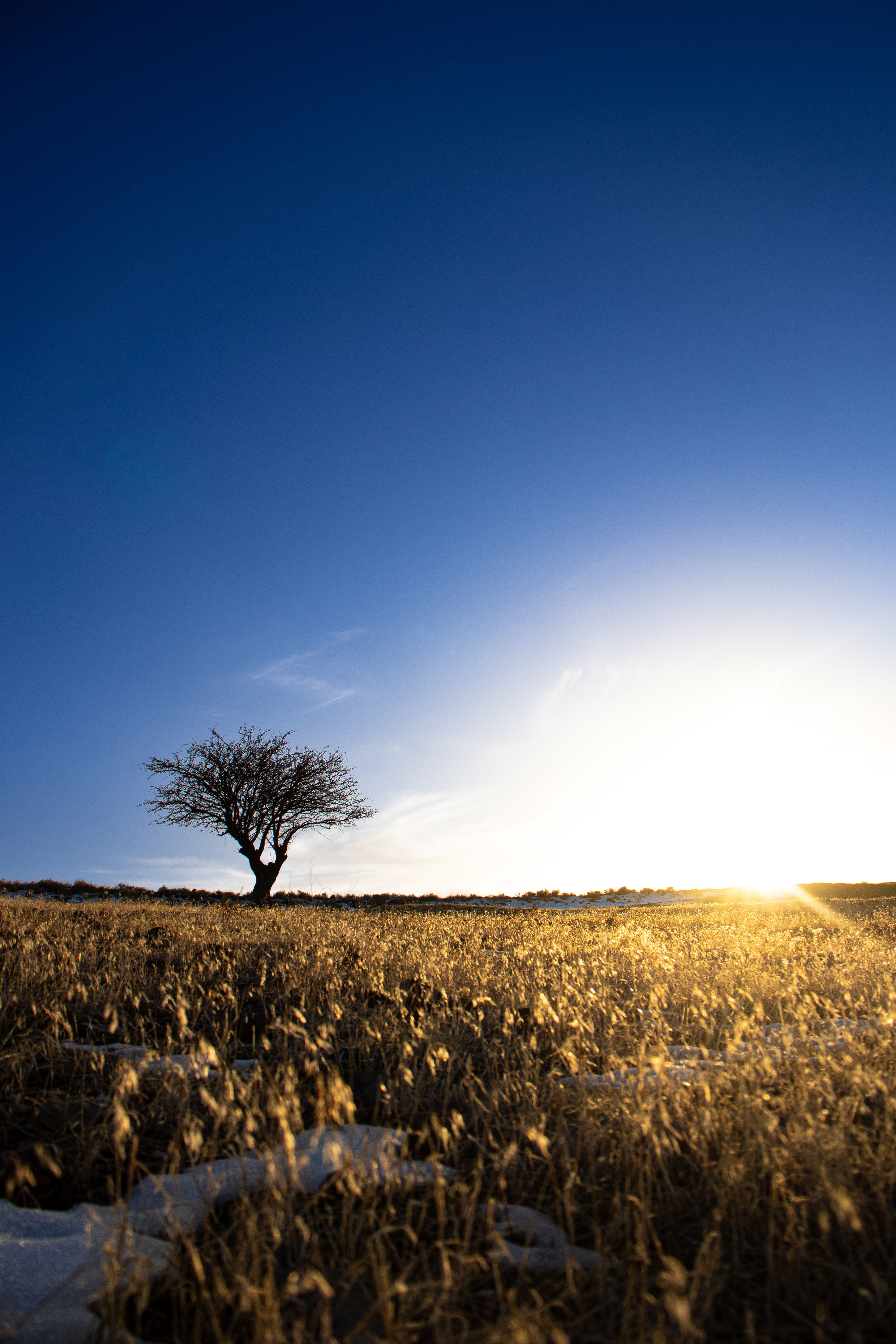 Solitary Tree in Golden Field at Sunrise · Free Stock Photo