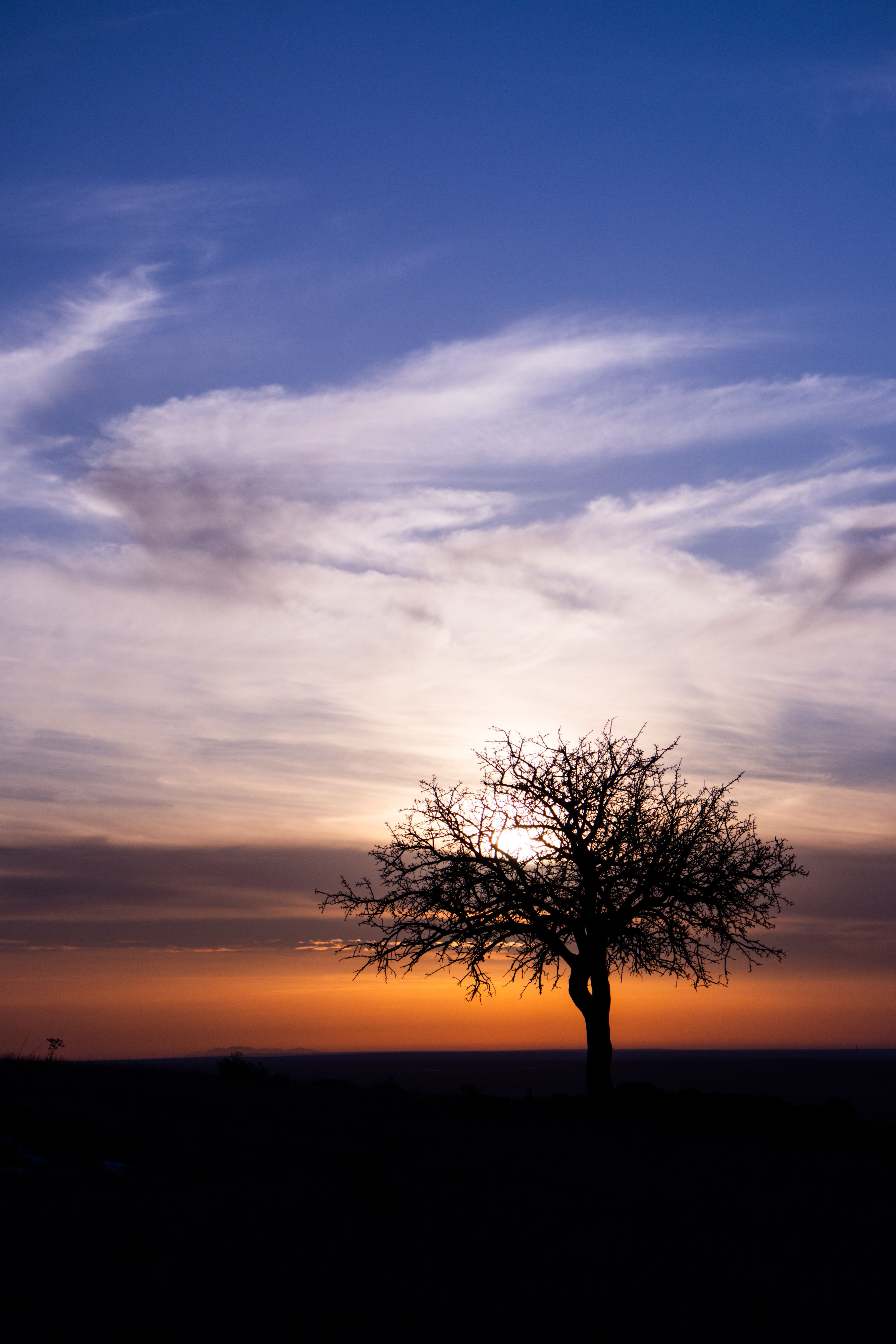 Lone Tree Silhouette Against Stunning Sunset · Free Stock Photo