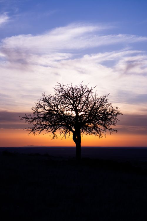 Free A solitary tree silhouette against a vibrant sunset sky captures nature's serene beauty. Stock Photo