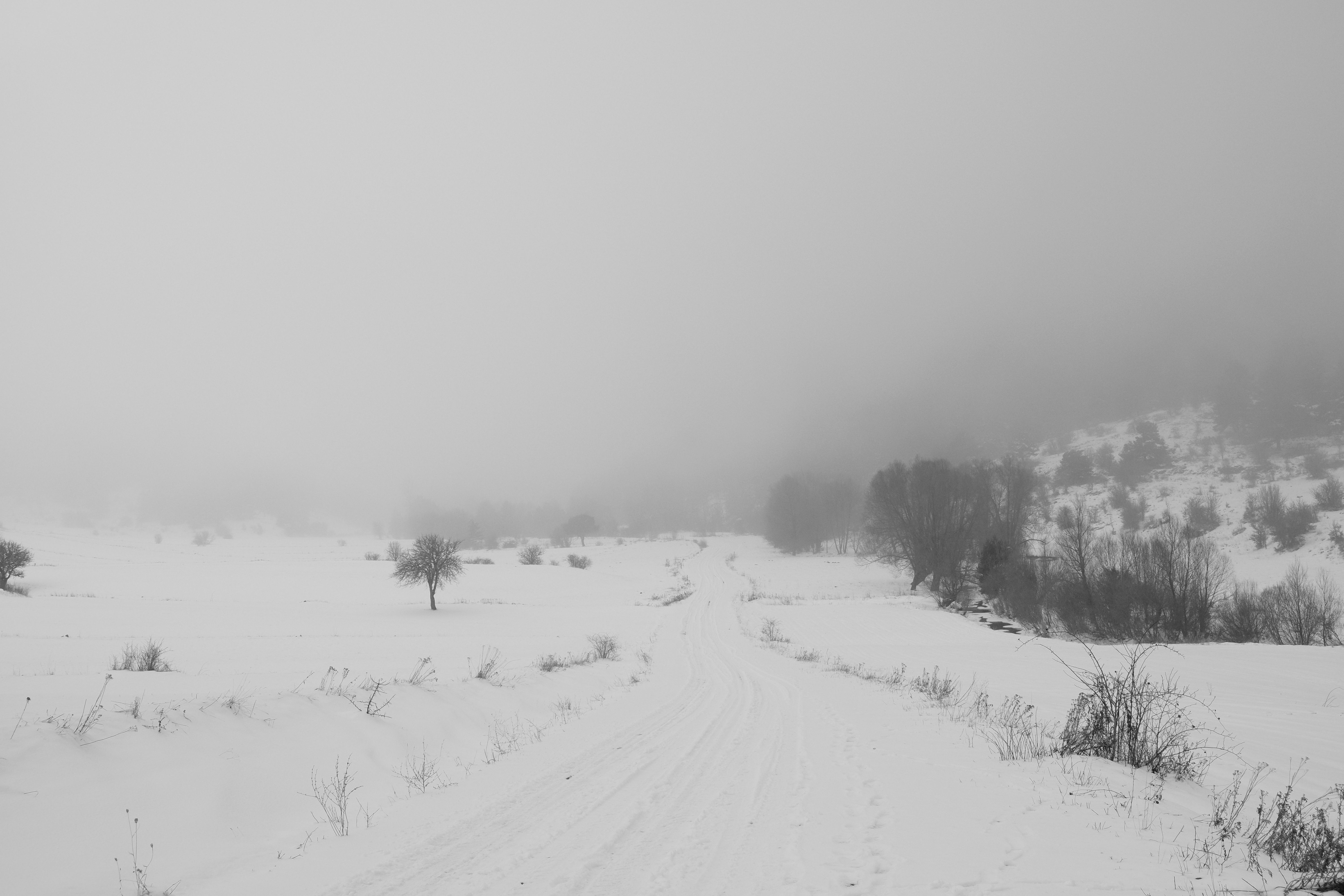 A Serene Black and White Winter Landscape · Free Stock Photo