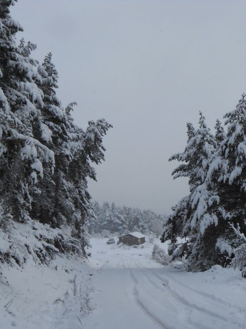 Free Tranquil winter scene of a snow-covered forest path leading to a distant cabin. Stock Photo