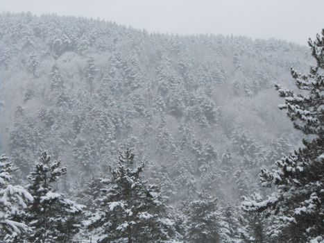 A serene winter scene featuring a forest covered in fresh snow, creating a tranquil atmosphere.