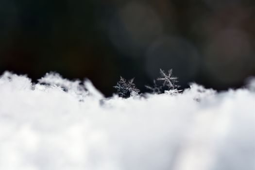 Macro photograph of intricate snowflakes on a soft white snow background, capturing winter delicacy.