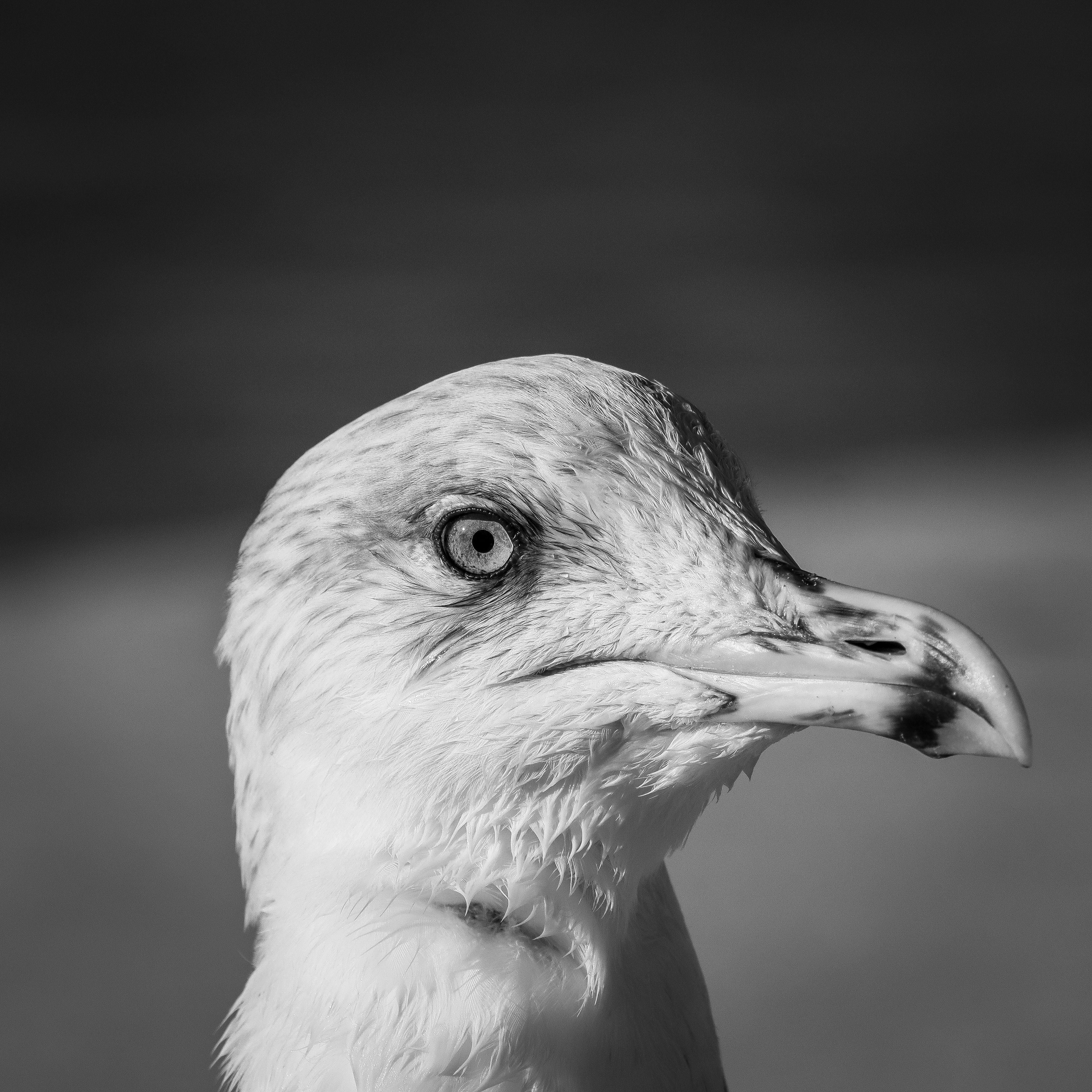 Close-up Portrait of a Seagull in Black and White · Free Stock Photo