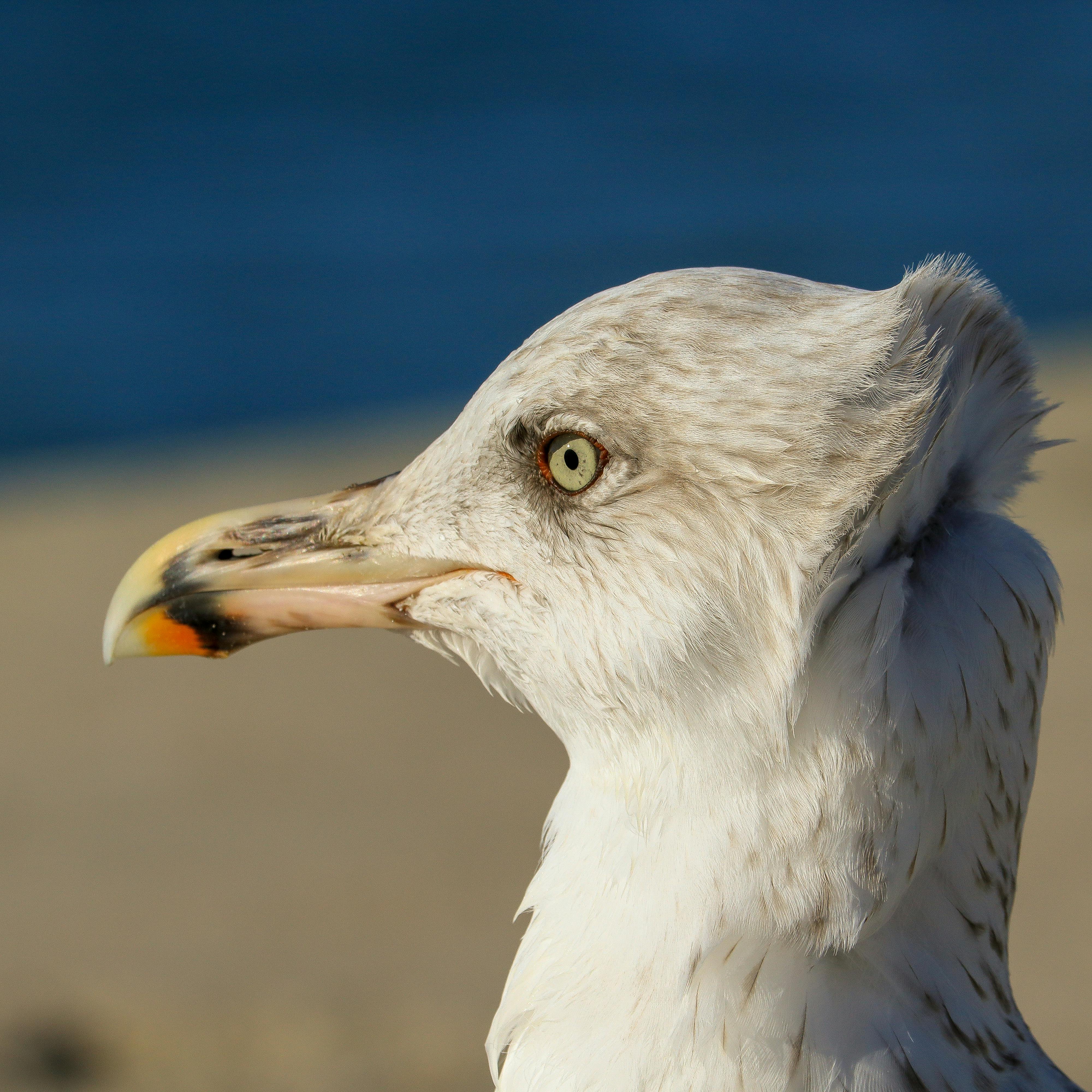 Detailed close-up of a seagull's profile with ocean background, showing its eye and beak.