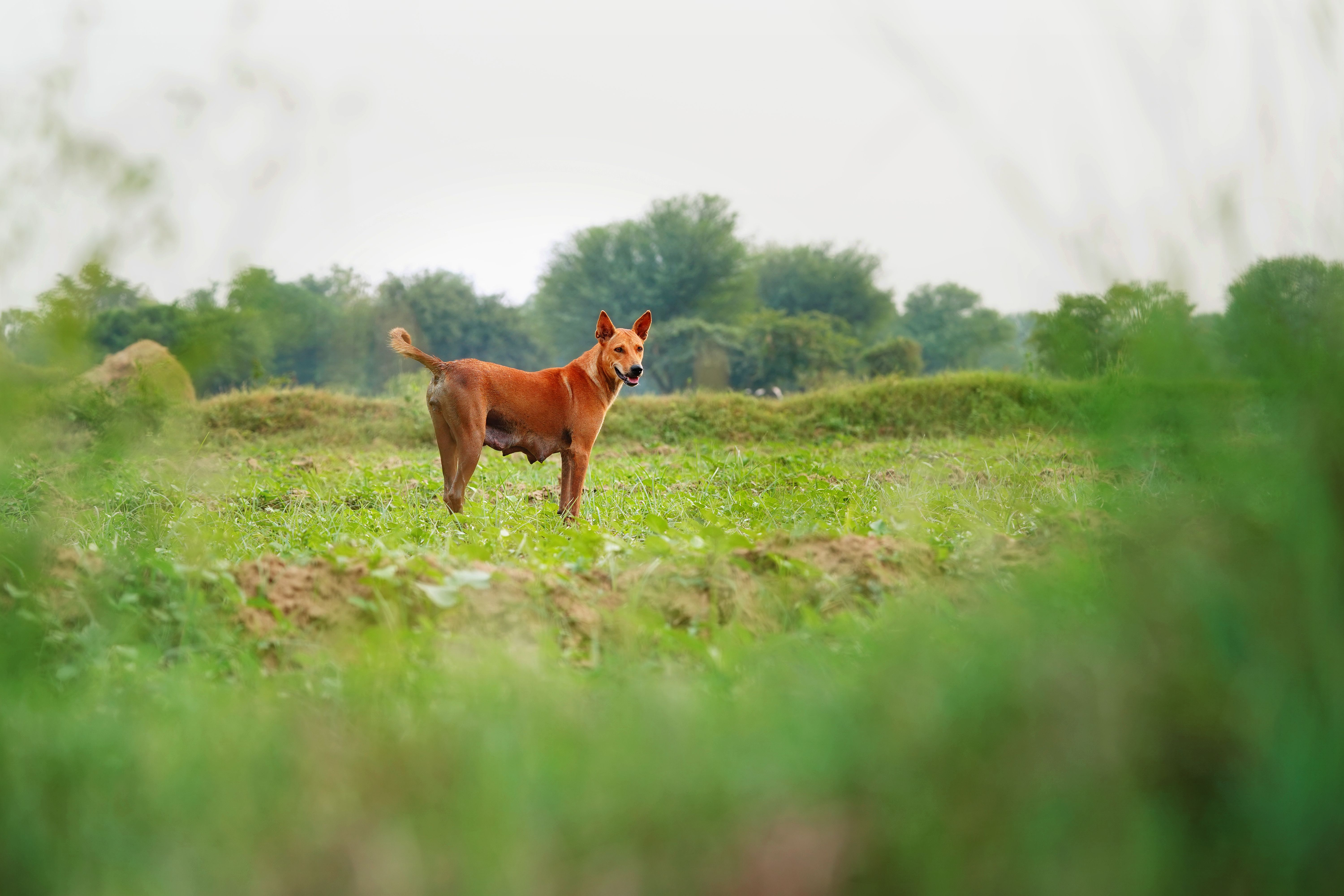 How Do Dogs Adapt to Their Environment? - The Institute for ...