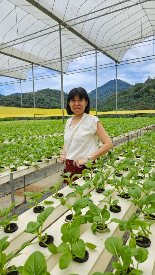 Free A woman stands in a lush hydroponic greenhouse, surrounded by vibrant plants and scenic mountains. Stock Photo