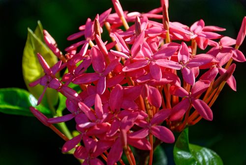 Free Close-up of vibrant pink Ixora flowers in bloom against lush green leaves. Stock Photo