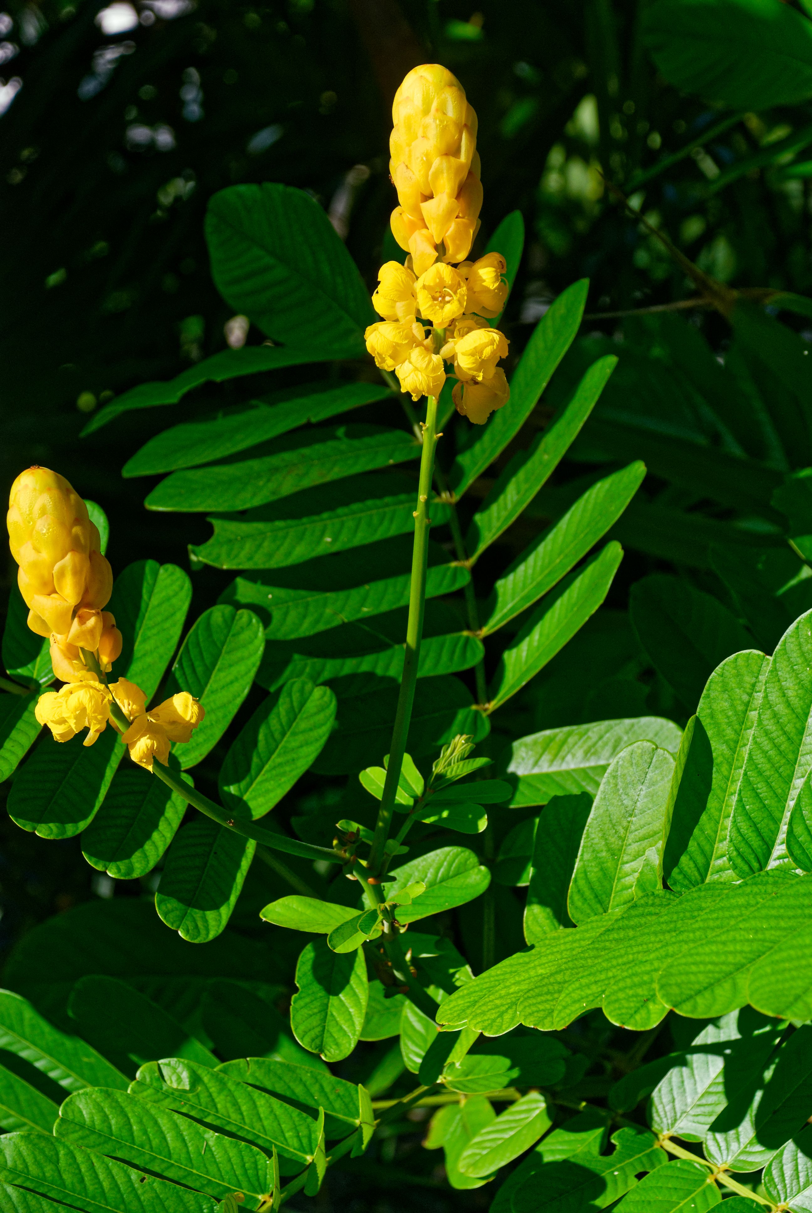 Close-up of bright yellow candle tree flowers with lush green leaves, beautifully lit by sunlight.