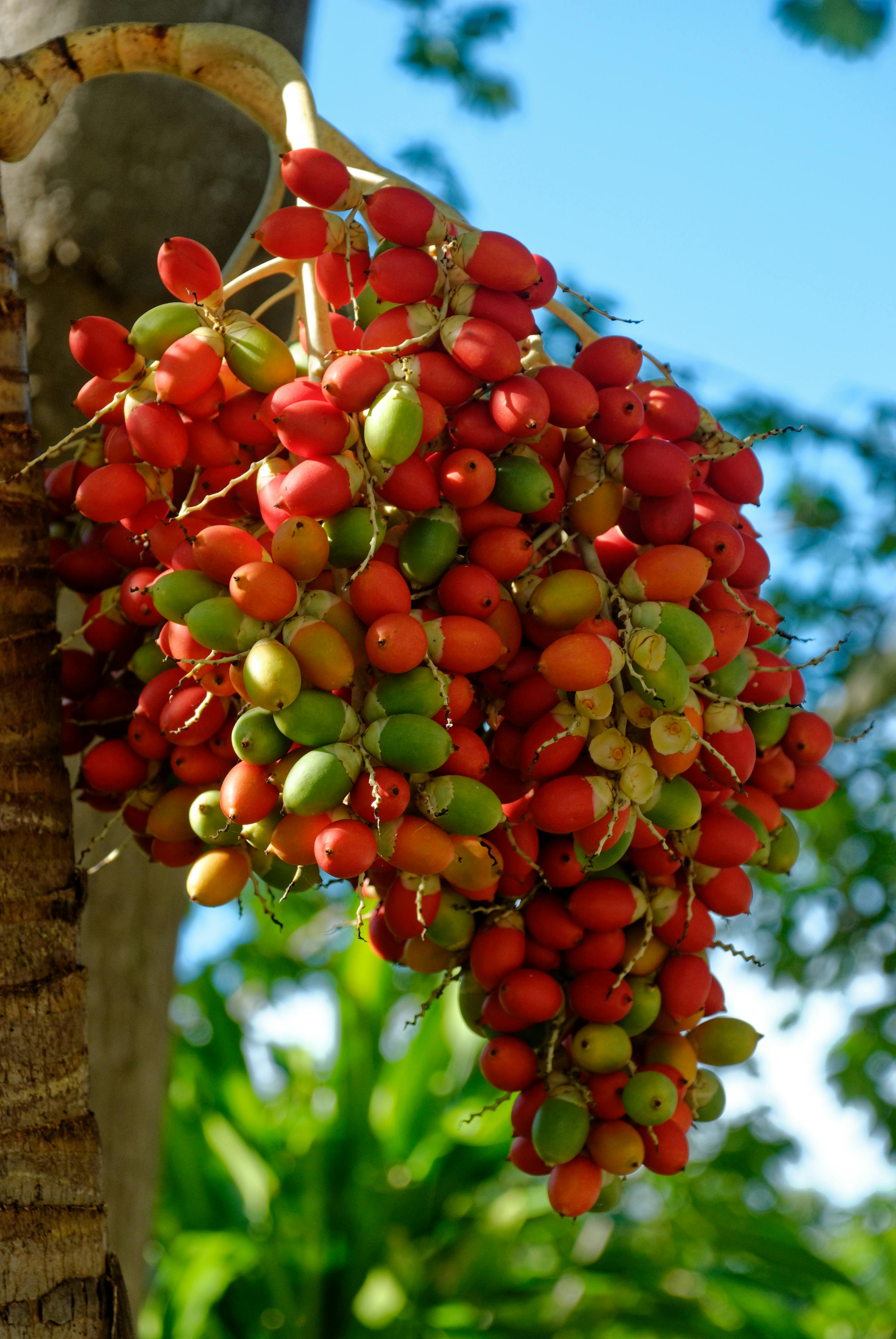 Gratis En fargerik klynge med tropiske betelnøtter på et tre mot en klar blå himmel. Arkivbilde