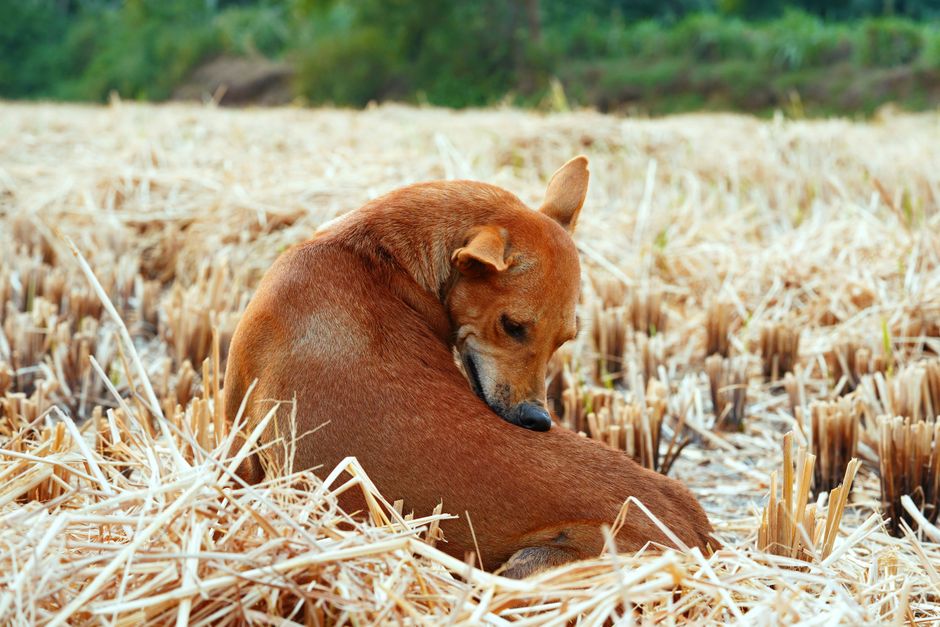 Brown dog self-grooming in a dry field. Captures natural canine behavior.