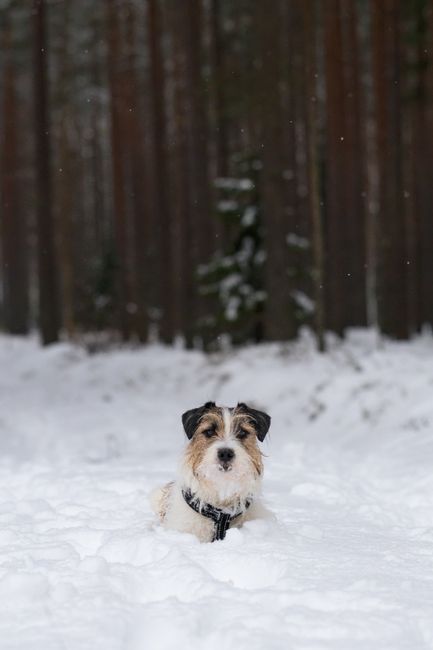 A Jack Russell Terrier enjoying the snow in a tranquil Latvian forest during winter.