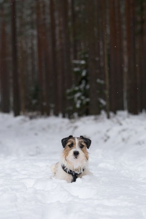 Free A Jack Russell Terrier enjoying the snow in a tranquil Latvian forest during winter. Stock Photo
