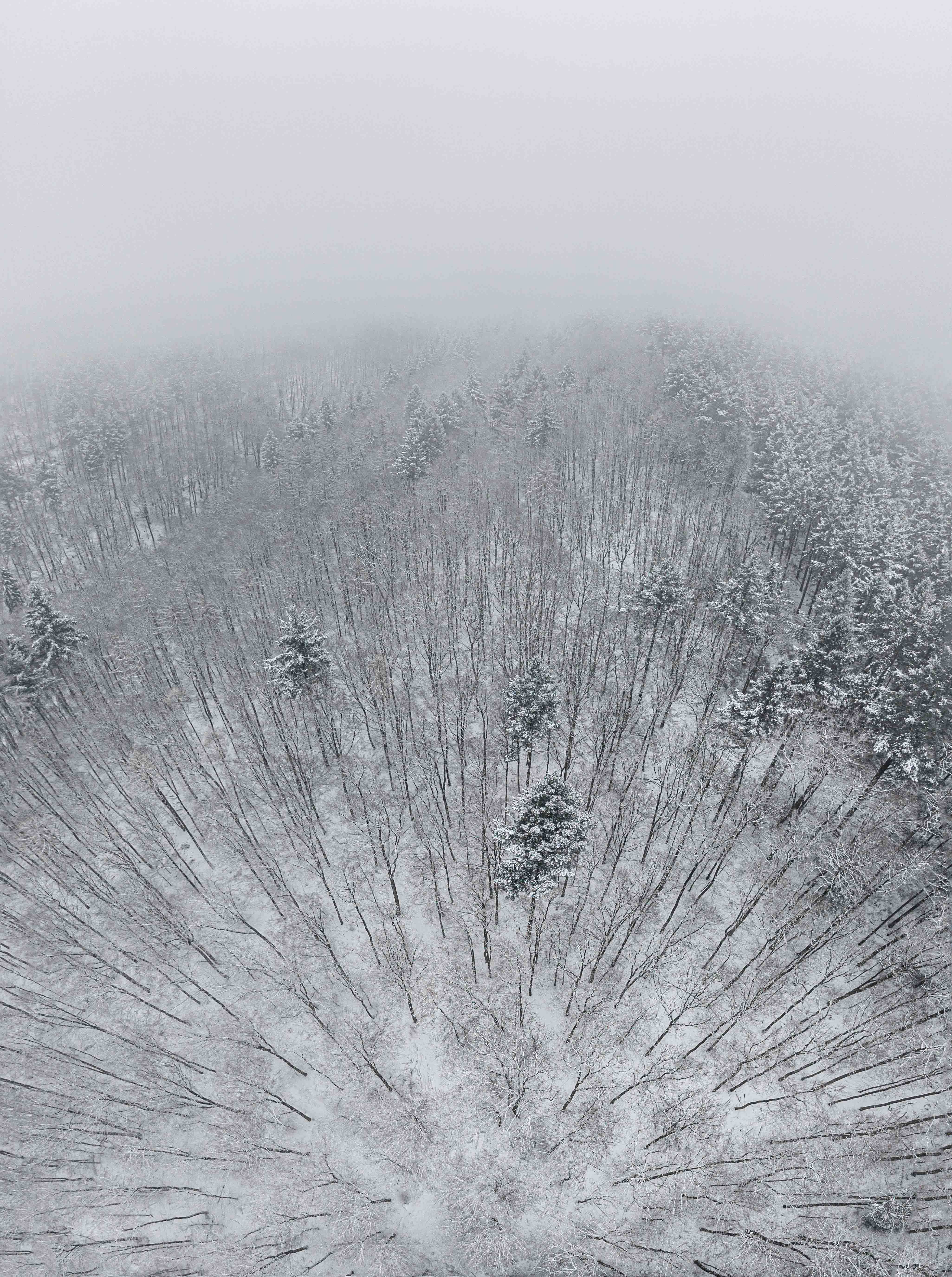 Aerial View of a Snow-Covered Forest Landscape · Free Stock Photo