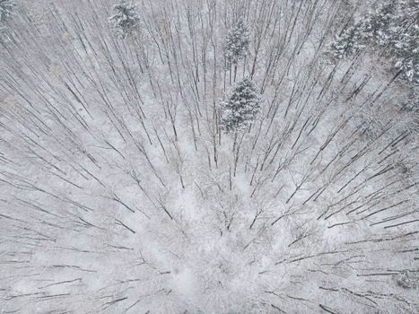 Aerial perspective of a serene snow-covered forest with bare trees during winter.