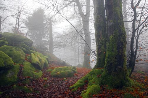 Free Foggy forest scene with mossy rocks and bare trees in autumn. Serene and atmospheric path through nature. Stock Photo
