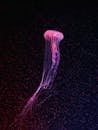 一只发光的紫色水母在黑暗的海水中漂流的令人惊叹的图像