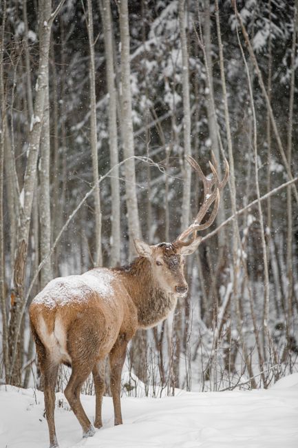 A majestic stag stands amid a snowy forest in Estonia, capturing a serene winter moment.