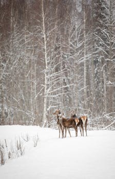 Three deer standing in a serene snowy forest during winter.