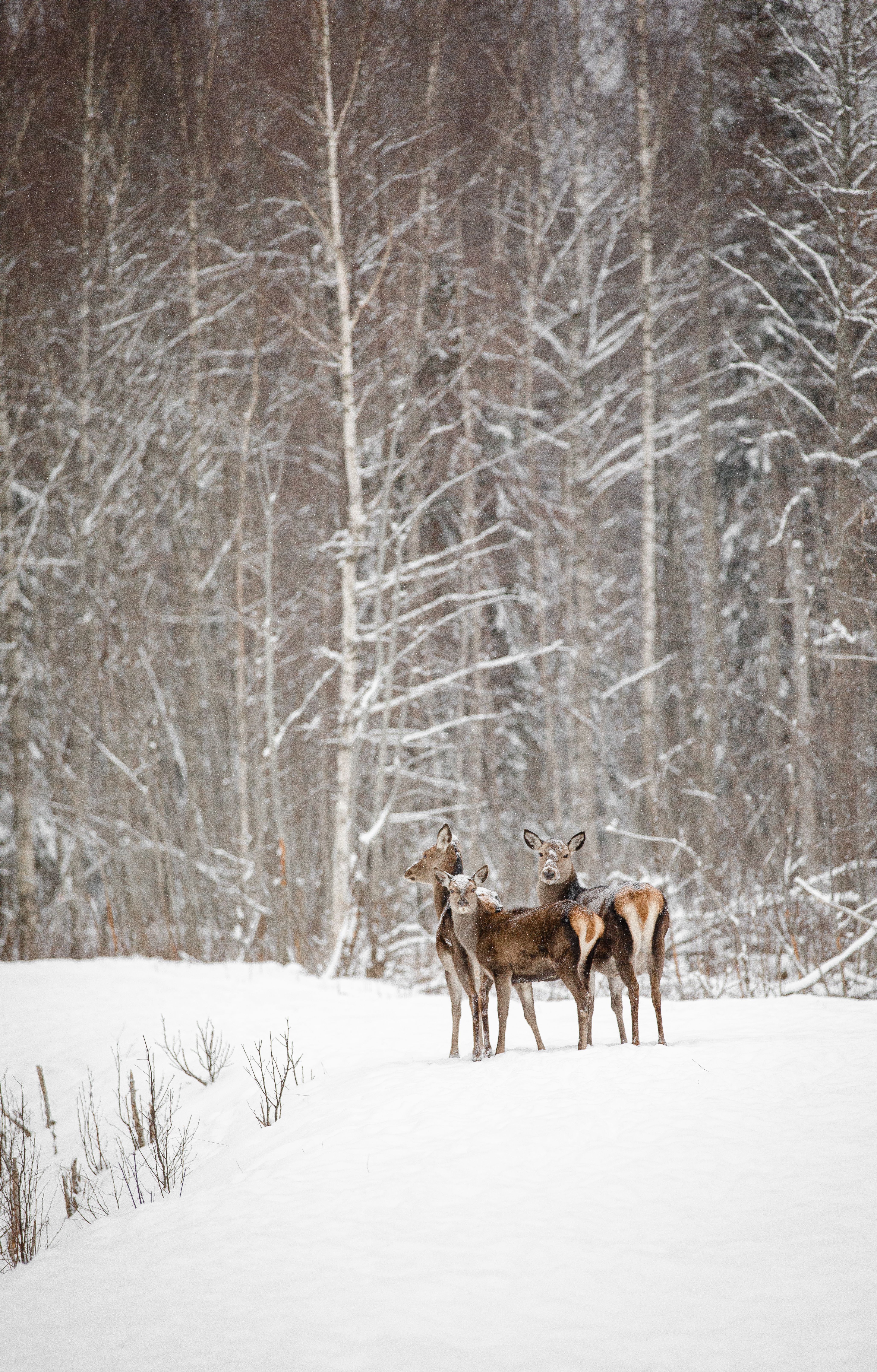Deer in Snowy Winter Forest Landscape · Free Stock Photo