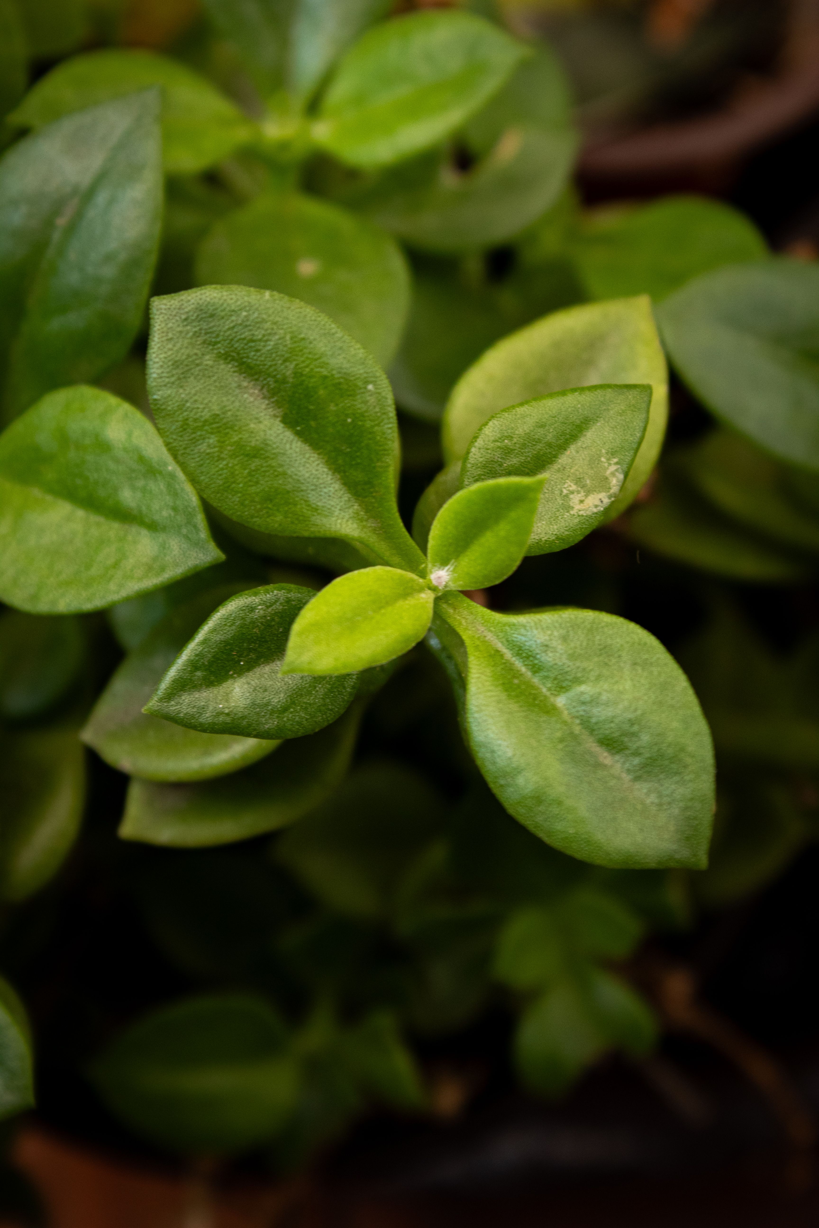 Close-up shot of vibrant green plant leaves with soft lighting, perfect for nature themes.