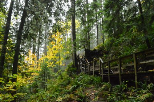 Free stock photo of forest, woods Stock Photo